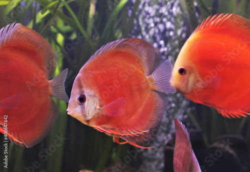 Red discus (Pompadour fish) are swimming in freshwater aquarium. Symphysodon aequifasciatus is freshwater cichlids fish native to the Amazon river, South America. 