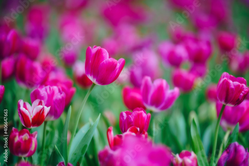 Gorgeous pink blooming French tulips in a flower bed on a blurry background