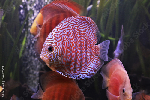 Red and white discus (Pompadour fish) are swimming in freshwater aquarium. Symphysodon aequifasciatus is freshwater cichlids fish native to the Amazon river, South America. 
