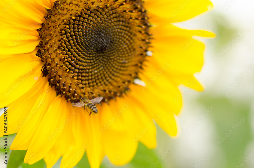 close up bee on sunflower close up bee on sunflower