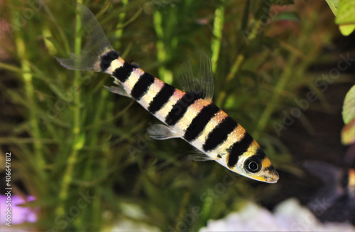 A colorful banded leporinus (black-banded leporinus)  is swimming in freshwater aquarium. Leporinus fasciatus is a species of freshwater characin in the family Anostomidae.