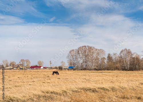 View of a field with a horse near a village in Siberia, Russia