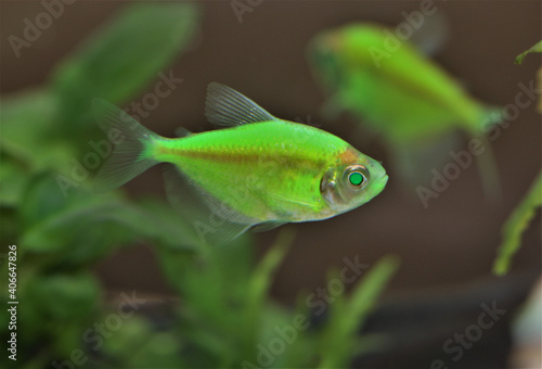 Colorful Electric Green GloFish Tetra (fluorescent glofish) in fish tank. Gymnocorymbus ternetzi is freshwater aquarium fish.