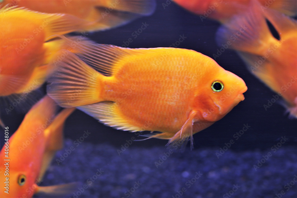 hybrid Orange Parrot Cichlid are swimming in freshwater aquarium. blood parrot cichlid is a hybrid between midas and redhead cichlid.
