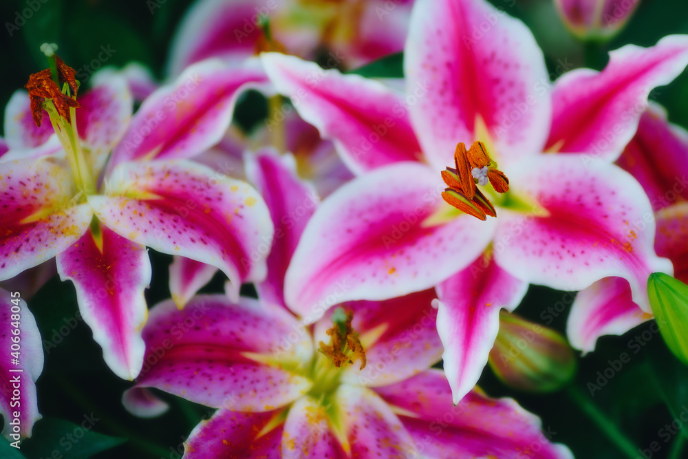 close up blooming lilies flower with green leaves in garden close up blooming lilies flower with green leaves in garden