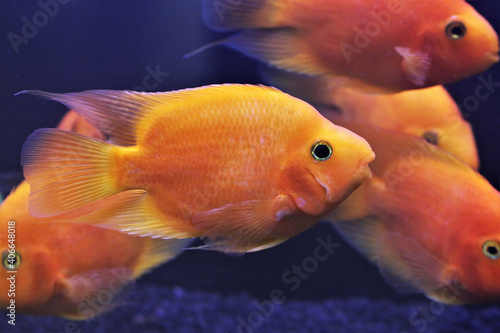 hybrid Orange Parrot Cichlid are swimming in freshwater aquarium. blood parrot cichlid is a hybrid between midas and redhead cichlid.