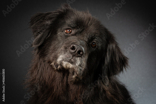 Valokuva Tilted head of black newfoundlander dog with copy cpace