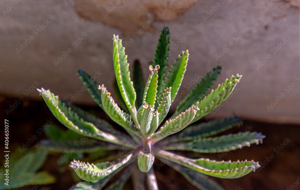 Closeup of view on Kalanchoe Delagoensis. The plant is also know as Mother of Millions, Devil's Backbone and Chandlier Plant. Copy space, Selective focus. Closeup of view on Kalanchoe Delagoensis. The plant is also know as Mother of Millions, Devil's Backbone and Chandlier Plant. Copy space, Selective focus.