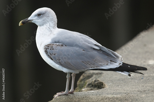 Yellow-legged Gull (Larus michahellis) 3rd-winter, Newlyn harbour, Cornwall, England, UK. photo