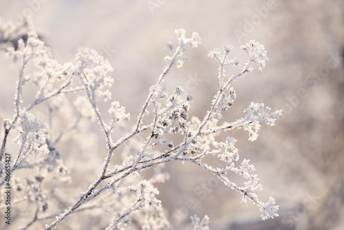 delicate openwork flowers in the frost. Gently frosty natural winter background. Beautiful winter morning in the fresh air. Soft focus.  © Ann Stryzhekin