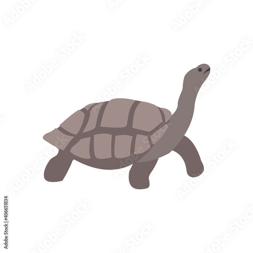 Galapagos giant tortoise.