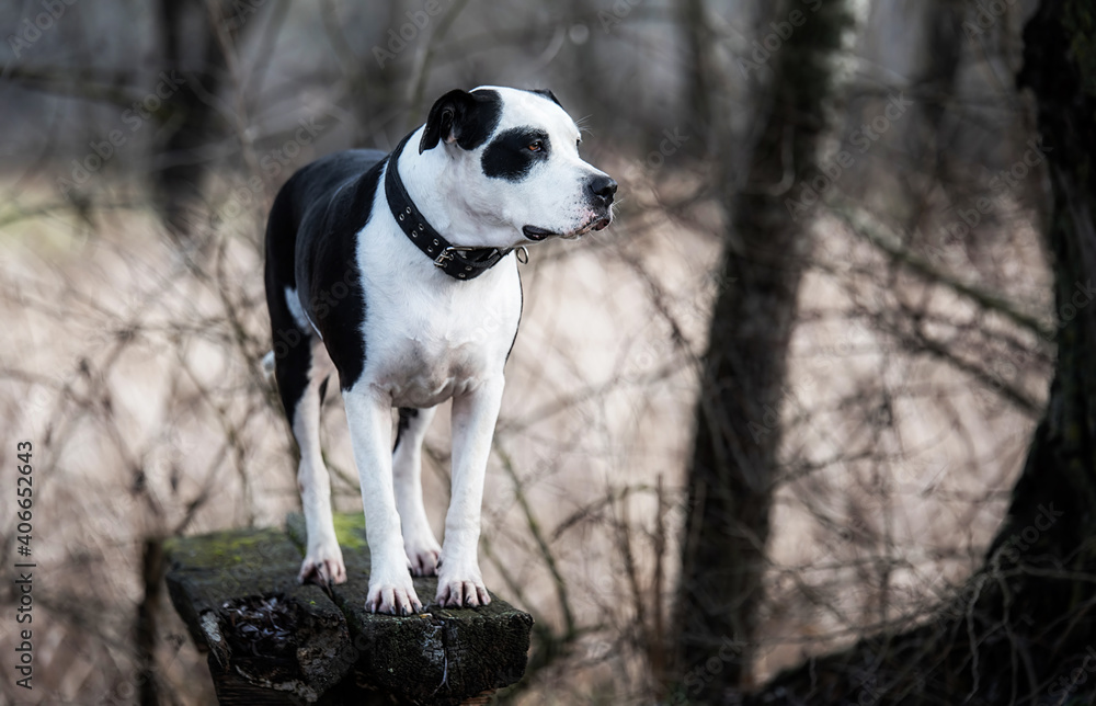 Pitbull terrier in the park