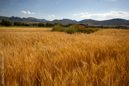 Farming. Wheat field in summer.