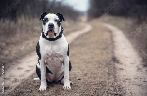 Fototapeta Naklejka Na Ścianę i Meble -  Pitbull terrier in the park