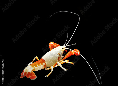 A colorful crayfish shrimp (crawfish, crawdads, freshwater lobsters, mudbugs or yabbies) on isolated  black background. Procambalus clarkii is freshwater crustaceans.