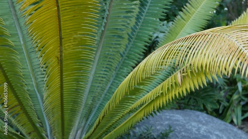 Cycad fern leaves in forest  California USA. Green fresh juicy natural botanical leafage. Encephalartos or zamiaceae dioon palm lush foliage. Tropical jungle rainforest woods atmosphere garden design.