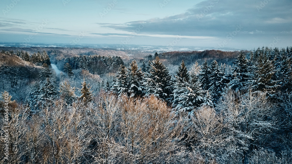 beautiful frost covered forest background beautiful frost covered forest background