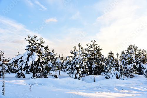 Pine and fir forest covered with snow after strong snowfall. Green pine trees in the snow in winter on background of sunset and blue sky. Awesome winter landscape. Snow-covered tree in the wild forest