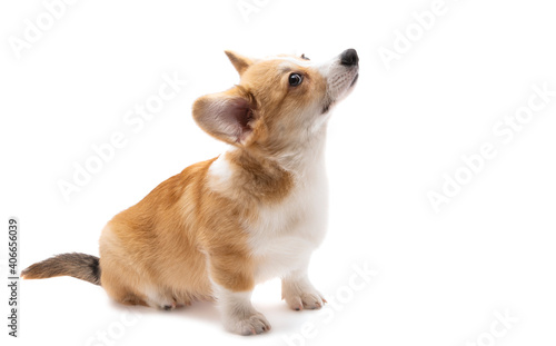 welsh corgi puppy isolated photo