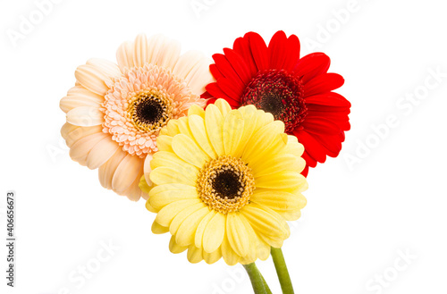 Fototapeta Naklejka Na Ścianę i Meble -  gerbera flower isolated