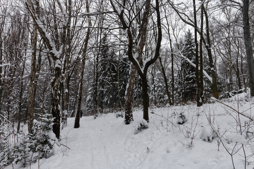 Park Śląski pokryty śniegiem. © Miroslaw