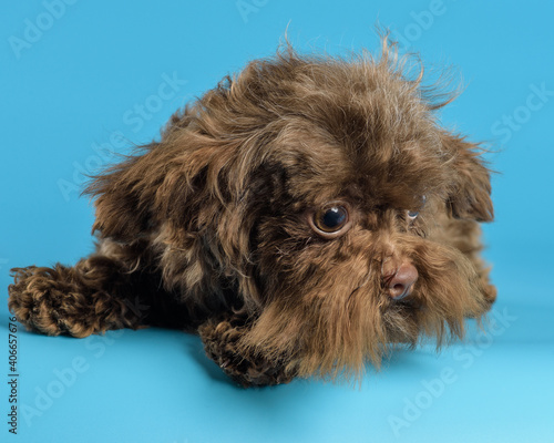 Wallpaper Mural Puppy in studio on a neutral background Torontodigital.ca