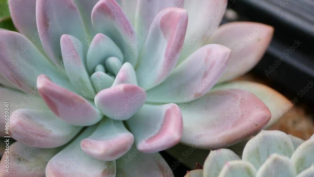 Succulent plants collection, gardening in California, USA. Home garden design, diversity of various botanical hen and chicks. Assorted mix of decorative ornamental echeveria houseplants, floriculture. Succulent plants collection, gardening in California, USA. Home garden design, diversity of various botanical hen and chicks. Assorted mix of decorative ornamental echeveria houseplants, floriculture.