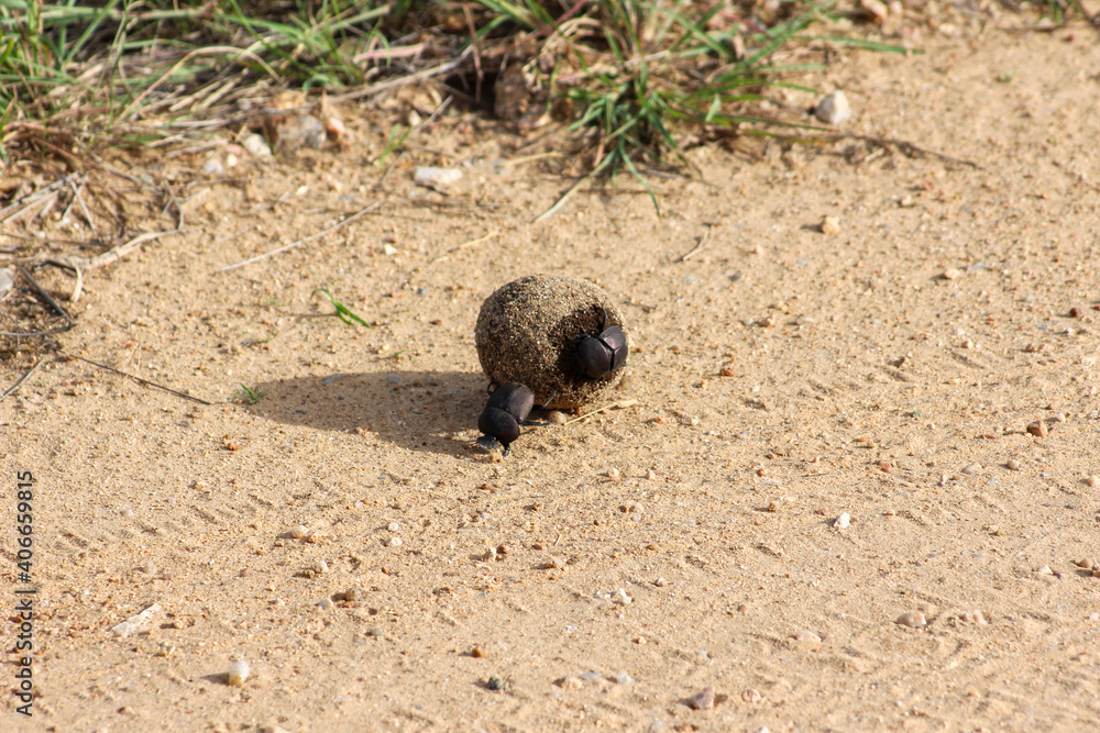 Obraz premium Dung beetles rolling a dung ball