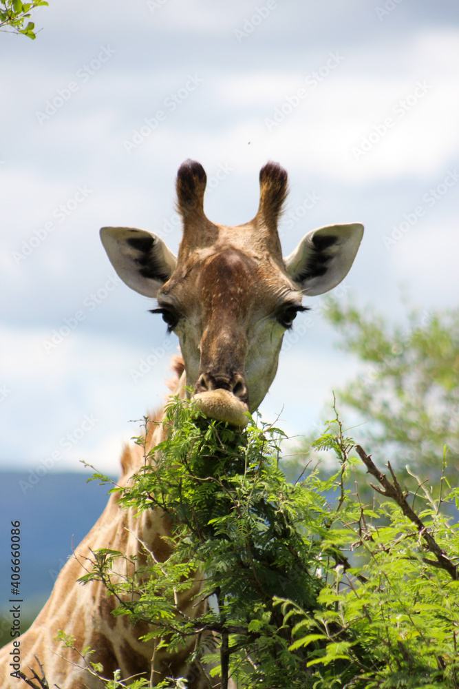 Adult giraffe foraging on tree leaves