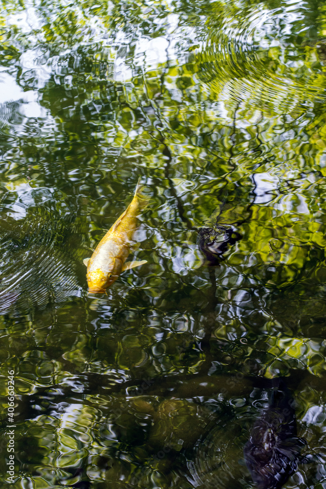 新緑が反射する池を泳ぐ鯉