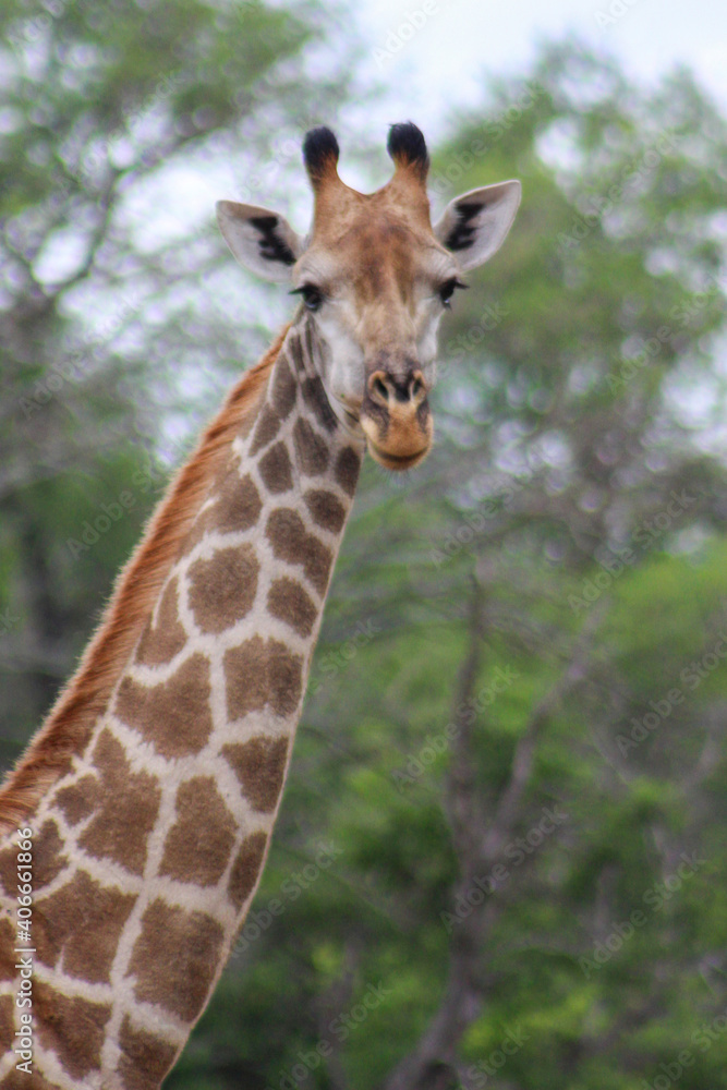 Portrait of a giraffe