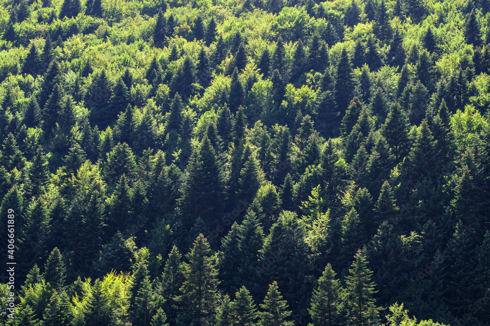 Backlit pine tree forest Backlit pine tree forest