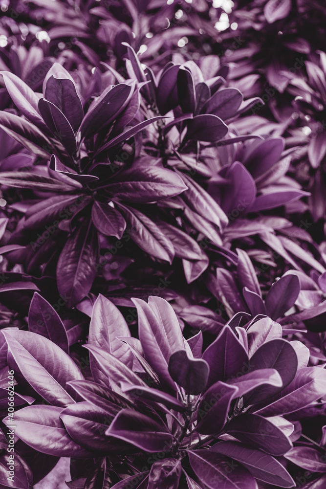 Lots of green Magnolia leaves. Abstract background. Lots of green Magnolia leaves. Abstract background.