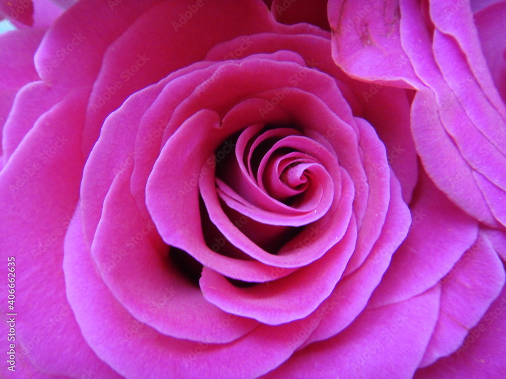 Pink rose buds Pink rose buds