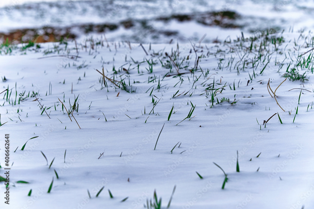 frozen grass, in Salamanca, after the storm Filomena