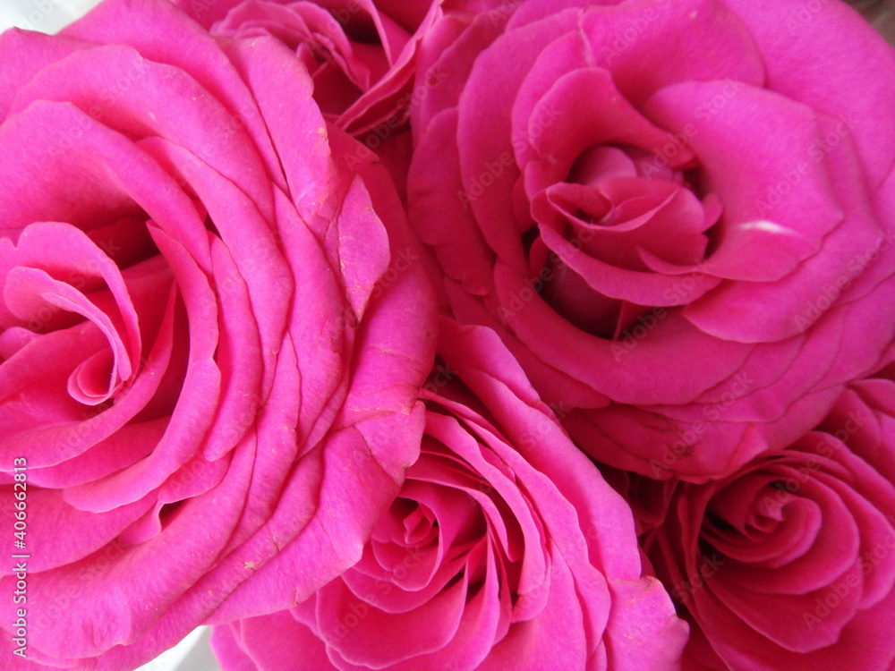 Pink rose buds Pink rose buds