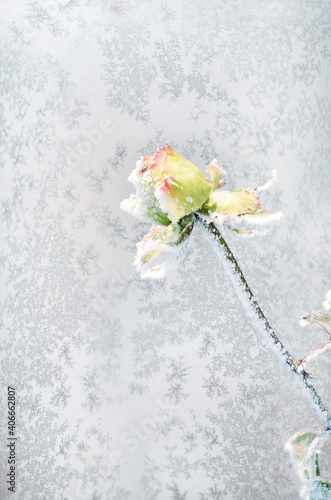 Yellow rose in crystals of frost against the background of a frosty pattern on the window. Very soft selective focus. A rose frozen in the snow. 