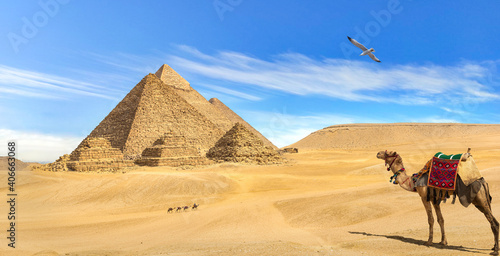 Camel looking at pyramids