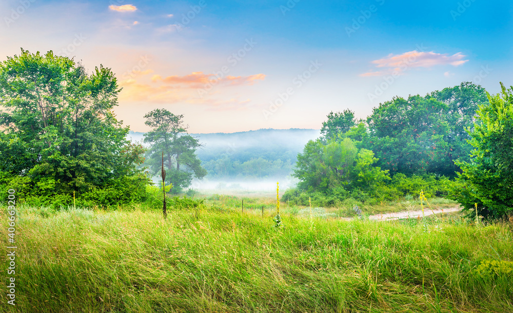 Obraz premium Foggy morning in forest