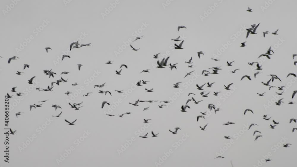 Long shot flock of seagulls flying free in the sky. Slow motion 4K Long shot flock of seagulls flying free in the sky. Slow motion 4K