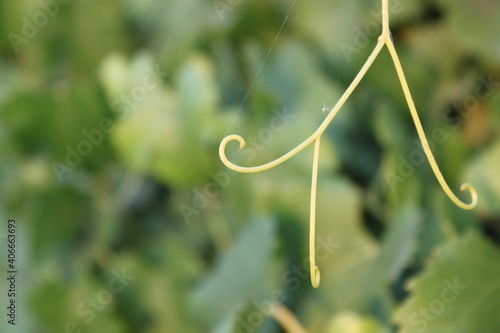 stem growing in garden with a spiderweb 