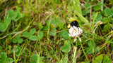 a large bee sits on a white round flower on a background of green grass side view . wildlife