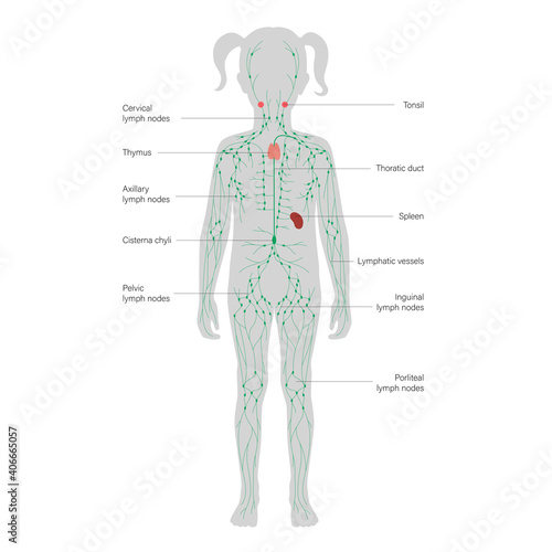 Lymphatic System Concept