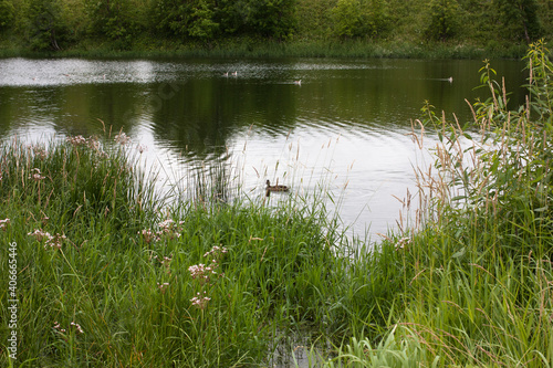 A small forest lake surrounded by grass and trees. Floating birds are visible.