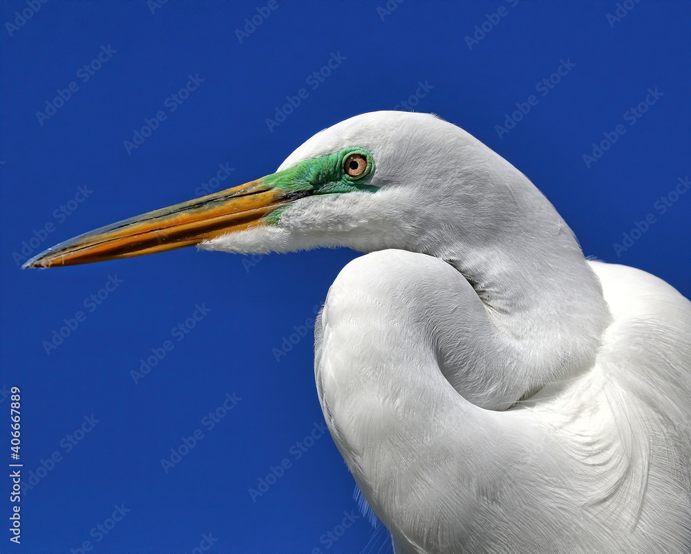 Fototapeta premium Head shot of a Great egret with greenish/blue lores. Ardea alba.