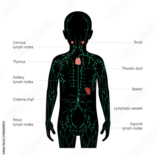 Lymphatic System Concept