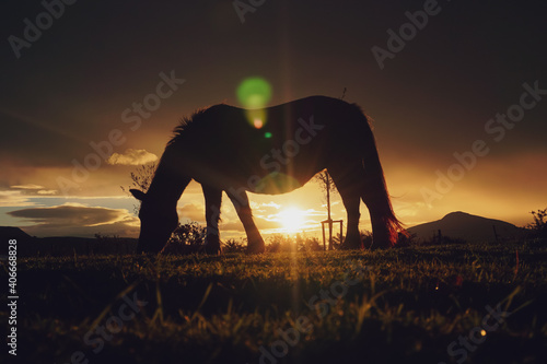 horse silhouette and sunset in the field, animal themes