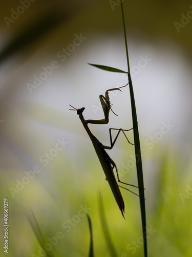 Wallpaper Mural Praying mantis (Mantis religiosa)silhouette on blade of grass Torontodigital.ca