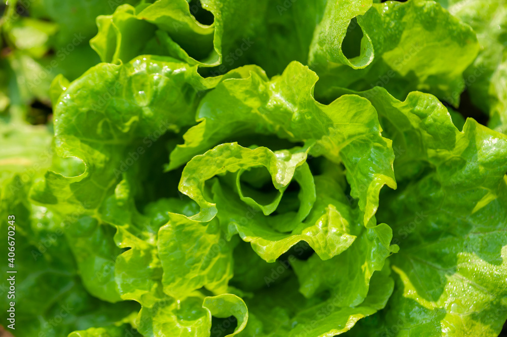 Green lettuce in growth at vegetable garden Green lettuce in growth at vegetable garden