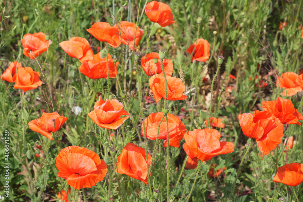 Red poppy among the field grasses in summer. Beautiful wildflowers. Untouched nature. Red poppy among the field grasses in summer. Beautiful wildflowers. Untouched nature.